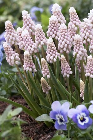 楽天市場 ムスカリ ピンクサンライズ 球パック 全国送料無料秋植え球根 冬植え球根 春咲き セット あなたの街のお花屋さんイングの森