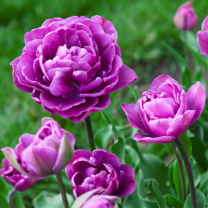 `[bv u[_CAh d炫v^[1t̃`[bv S22pbNHA ~A t炫  CObVK[f Zbg