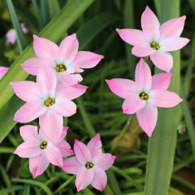 楽天市場 ハナニラ球根の通販