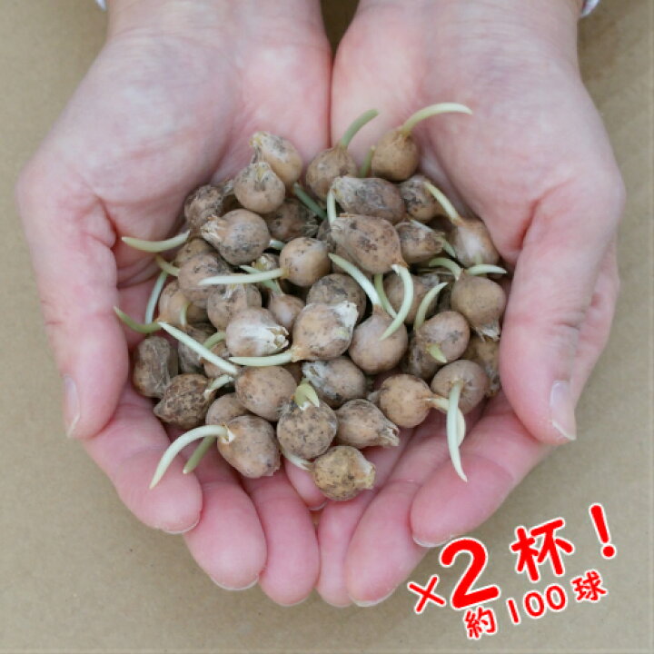 楽天市場 アリウム ロゼウム 両手にいっぱいすくって約50球を2回分で約100球でお届け 全国送料無料 ガーデン植栽用余剰球放出企画 あなたの街のお花屋さんイングの森