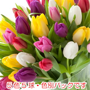 `[bv Jtt@CuJ[RNV F5Fe5̌v25Zbg S HA ~A t炫  CObVK[f