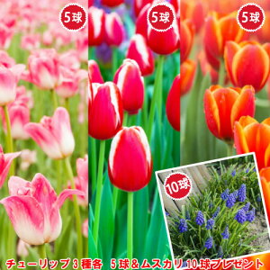 �`���[���b�v ���� 2�F�炫�Z�b�g 3�i��e5���v15���Z�b�g�i�F�ʂɃp�b�N�j�Ƀ��X�J������10���t���č��v25���I �S���������� ���i����OK�I�H�A�� �~�A�� �t�炫 ���� �C���O���b�V���K�[�f