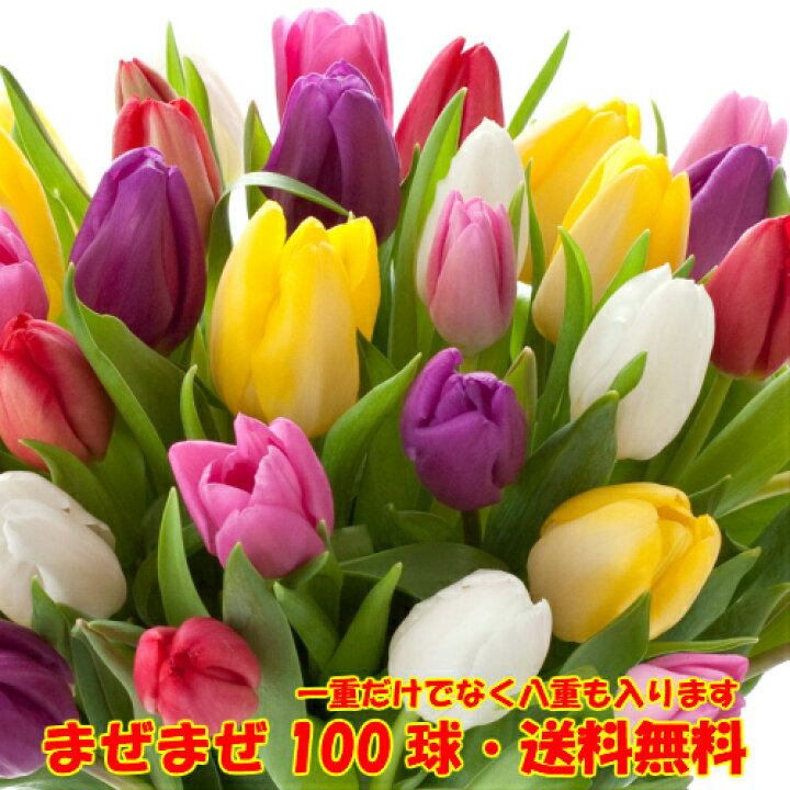 楽天市場 チューリップ三昧 100球セット 5 6種以上のチューリップを混ぜ混ぜで合計100球で 秋植え球根 全国送料無料 他品同梱可 あなたの街のお花屋さんイングの森