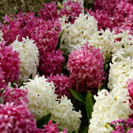 楽天市場 花の球根 カラーピンク 種類 植物 ヒヤシンス 球根 ガーデニング 農業 花 ガーデン Diyの通販