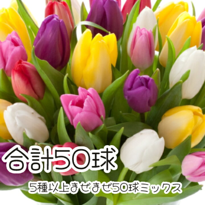 楽天市場 まとめて植えてチューリップ三昧 おまかせチューリップ5種以上まぜまぜで50球 ミニが入る場合は60球 全国送料無料 他品同梱可 あなたの街のお花屋さんイングの森