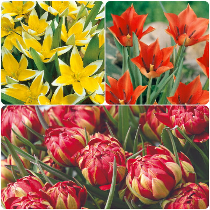 楽天市場 原種チューリップ 大放出 3種ミックス 30球パック サマンサ タルダ リニフォリア 秋植え球根 冬植え球根 春咲き セット あなたの街のお花屋さんイングの森 楽天市場 原種チューリップ 大放出 3種ミックス 30球パック サマンサ タルダ リニフォリア 秋植え球根 冬植え球根 春咲き セット あなたの街のお花屋さんイングの森