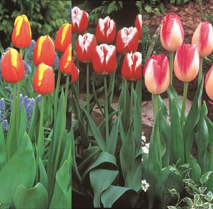 楽天市場 チューリップ 球根 選べる2色咲き3パターン 10球パック 秋植え 冬植え 春咲き 球根 イングリッシュガーデン あなたの街のお花屋さんイングの森