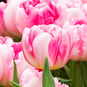 `[bv tHbNXgbg@FOXTROT d炫22pbNv^[1t̃`[bv SHA ~A t炫  CObVK[fZbg