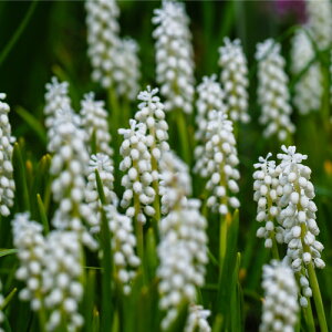 XJ zCg}WbN 10pbNHA ~A t炫  CObVK[f Zbg