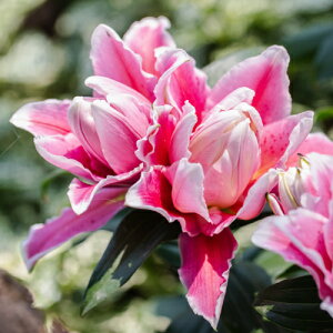 IG^[ T}T @3Zbg   S HA ~A t炫  CObVK[f