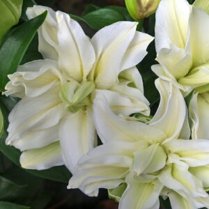 IG^[ hBi @3Zbg   S HA ~A t炫  CObVK[f