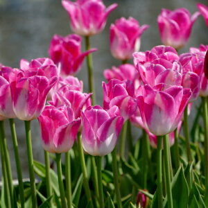 `[bv Ce  2F炫 d炫 22pbNS HA ~A t炫  CObVK[f Zbg