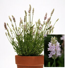 楽天市場 宿根草 ピンクの通販