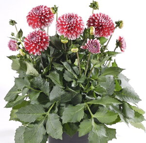 楽天市場 ダリア マキシ タンピコ １株宿根草 栄養系 あなたの街のお花屋さんイングの森