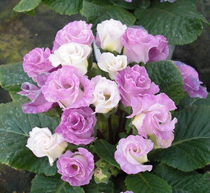 yV1ʃo炫v WAEu[x[̃[X@1 ԕc ~炫 h c A A K[fjO 񂹐A