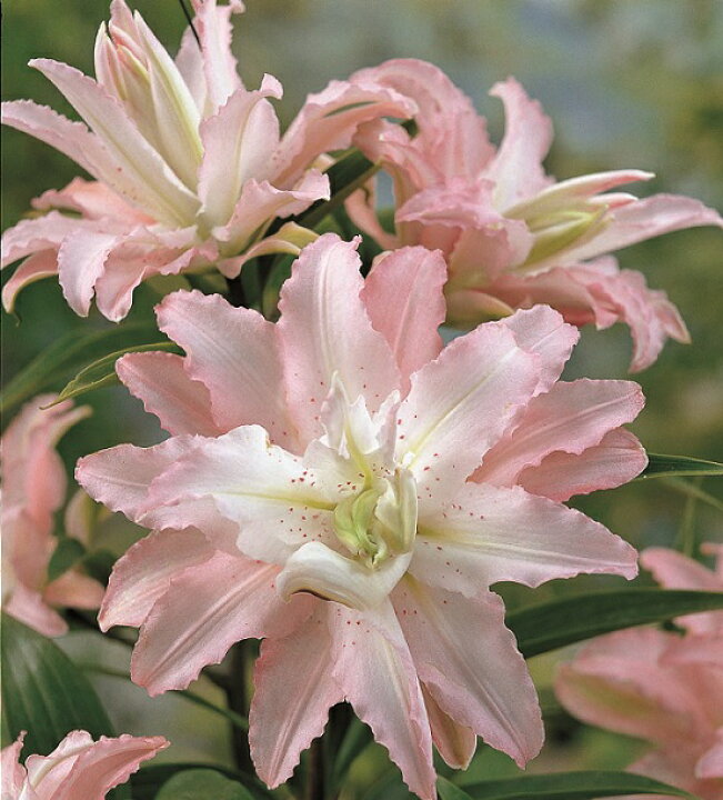 楽天市場 オリエンタルリリー 八重咲きソフトミュージック 1球保湿剤入りパックゆり ユリ 百合 秋植え 冬植え 春咲き 球根 イングリッシュガーデン あなたの街のお花屋さんイングの森 楽天市場 オリエンタルリリー 八重咲きソフトミュージック 1球保湿剤入りパックゆり ユリ 百合 秋植え 冬植え 春咲き 球根 イングリッシュガーデン あなたの街のお花屋さんイングの森