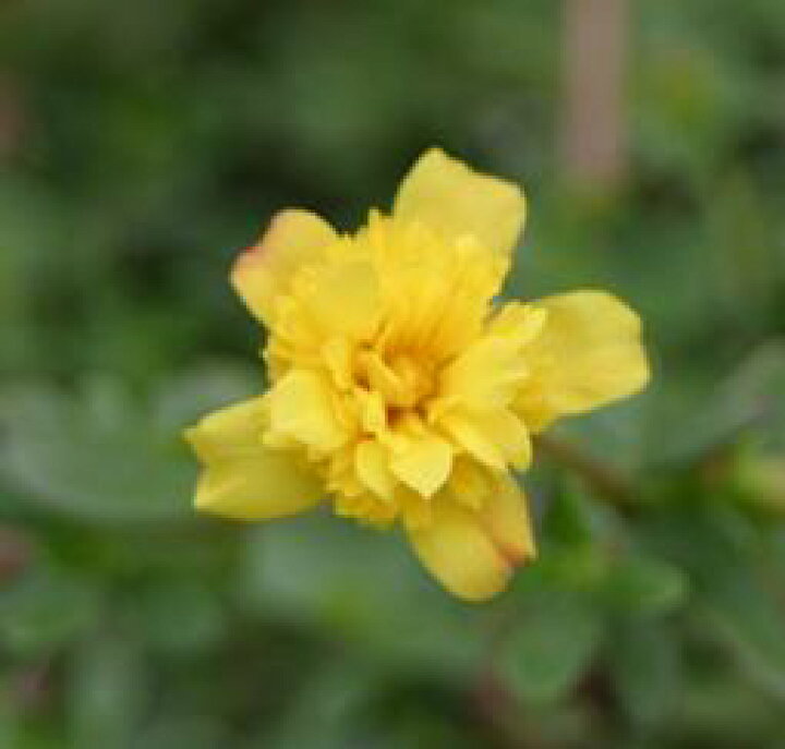 楽天市場 八重咲きポーチュラカ キュートなイエロー ２株 あなたの街のお花屋さんイングの森