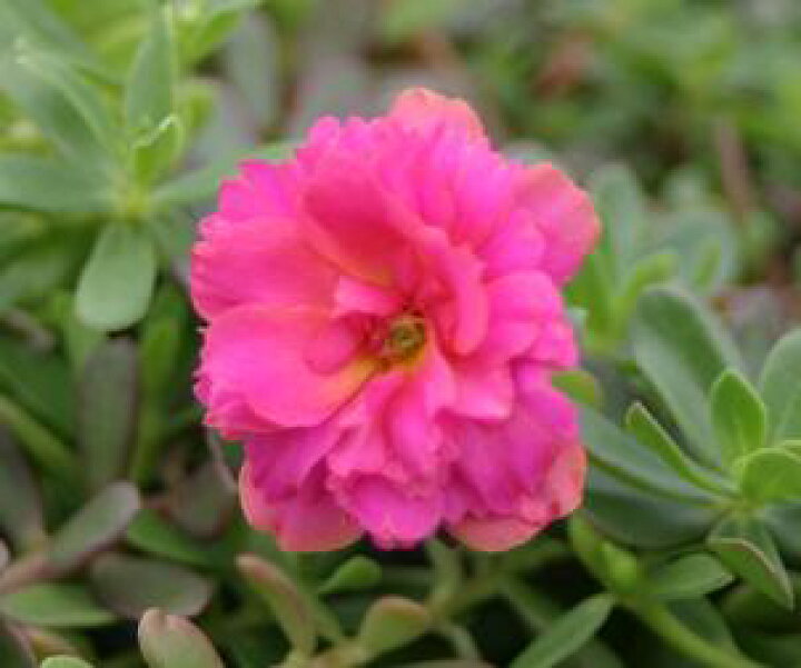 楽天市場 八重咲きポーチュラカ 可愛いピンク ２株 あなたの街のお花屋さんイングの森