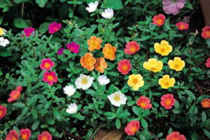 楽天市場 ポーチュラカ さわやかホワイト ２株セット あなたの街のお花屋さんイングの森