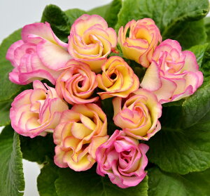 花苗 宿根草 八重咲き プリムラ ジュリアン プリン・ア・ラ・モード 1株 冬咲き 苗 鉢植え 庭植えガーデニング 寄せ植え等に 花の苗