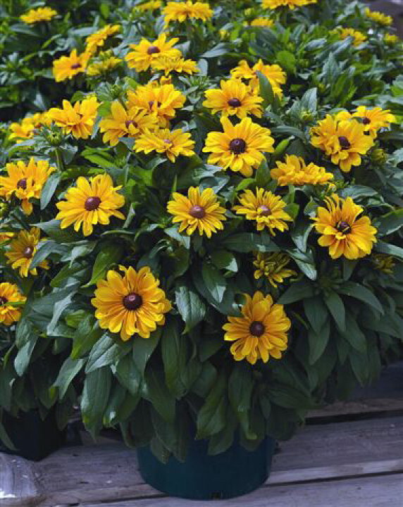 楽天市場 宿根草 ルドベキア タイガーアイ 1株 あなたの街のお花屋さんイングの森 楽天市場 宿根草 ルドベキア タイガーアイ 1株 あなたの街のお花屋さんイングの森