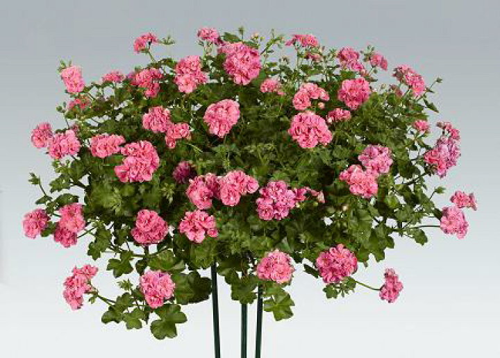 市場 宿根草 ゼラニウム 栄養系 ゼラニューム ピンクレース１株 あなたの街のお花屋さんイングの森
