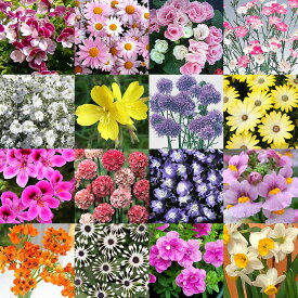 アトラス 性能 解明する 花 の 苗 安い Kw Corp Jp