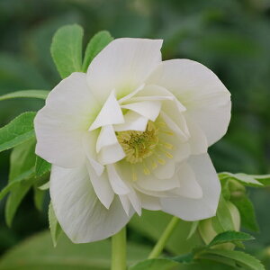 ~ṼNX}X[Y GKXACX d炫E v~ARNV 9cm|bgc ~V M&Bt[@NX}X[Y c