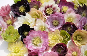 �N���X�}�X���[�Y ���d�炫�_�u���c 3���Z�b�g �����i�[�Z���[�E�����I���c ���G�J�Ԍ����݊� �N���X�}�X���[�Y �c �ԕc *���������E���i����OK