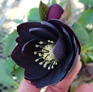 NX}X[Y d炫 n_u@9cm|bgc i[Z[EIc@ubN