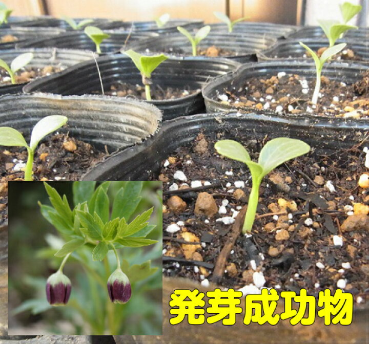 楽天市場 松村園芸さんの希少クリスマスローズベシカリウス ヴェシカリウス 発芽成功1年物 3号 直径9cm ポット r あなたの街のお花屋さんイングの森 楽天市場 松村園芸さんの希少クリスマスローズベシカリウス ヴェシカリウス 発芽成功1年物 3号 直径9cm ポット r あなたの街のお花屋さんイングの森