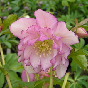 ~ṼNX}X[Y GKXtAsN d炫E nCGhZNV 9cm|bgc ~V M&Bt[@NX}X[Y c