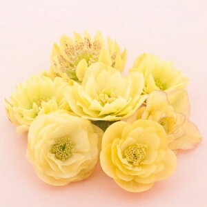 NX}X[Y d炫CG[n_u 9cm|bgc i[Z[EIc