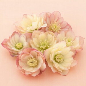 NX}X[Y d炫AvRbgn_u 9cm|bgc i[Z[EIc