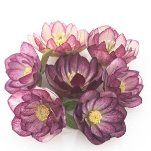 NX}X[Y d炫oCJ[n_u 9cm|bgc i[Z[EIc GJԌ݊