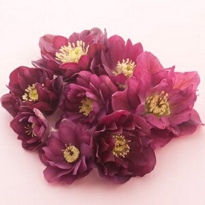 NX}X[Y d炫bhn_u 9cm|bgc i[Z[EIc