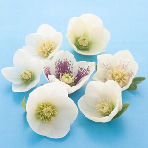 NX}X[Y d炫zCgnVO 9cm|bgc i[Z[EIc