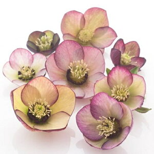 NX}X[Y d炫oCJ[nVO 9cm|bgc i[Z[EIc GJԌ݊ NX}X[Yc