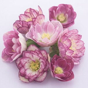 NX}X[Y d炫nbs[J[n_u 9cm|bgc i[Z[EIc