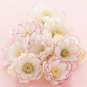 NX}X[Y d炫zCgsReB[n_u 9cm|bgc i[Z[EIc