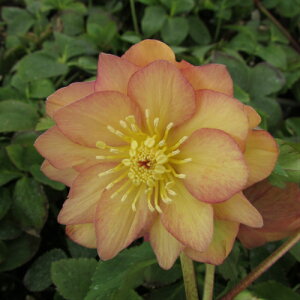 ~ṼNX}X[Y AvRbgWF[g d炫E nCGhZNV 9cm|bgc ~V M&Bt[@NX}X[Y c