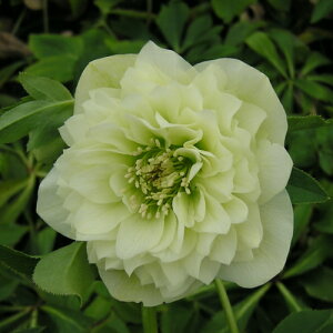 ~ṼNX}X[Y zCgv}hX d炫E nCGhZNV 9cm|bgc ~V M&Bt[@NX}X[Y c