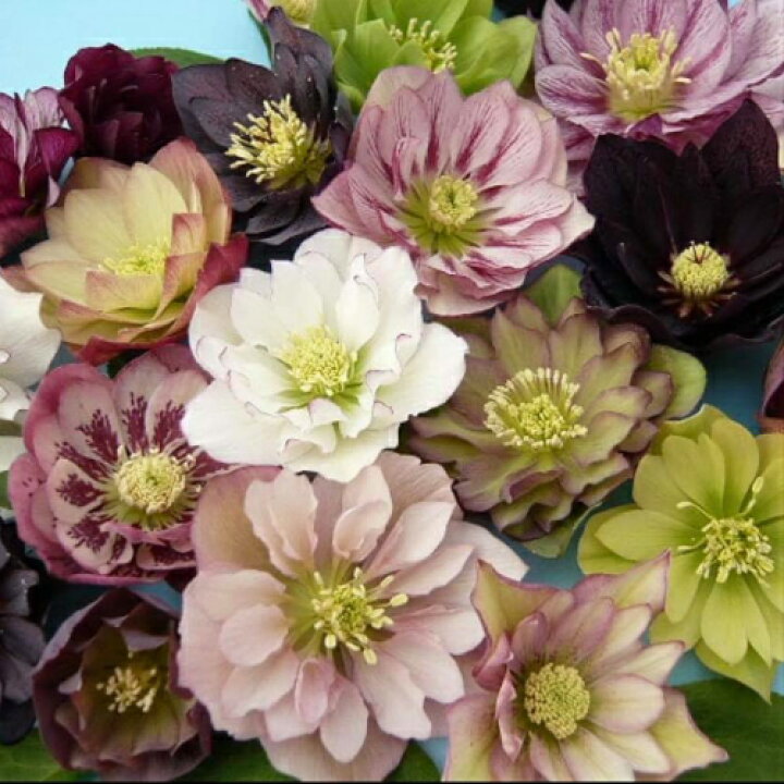 楽天市場 クリスマスローズ 八重咲きフルーツドロップミックス 1株 松村園芸 実生選抜苗 来季開花見込み株 クリスマスローズ 苗 花苗 あなたの街のお花屋さんイングの森