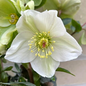 ���S���Y�Ҍ���i�N���X�}�X���[�Y�@�X���K�N�V���[�Y�@�z���C�g�n 5���� �y�J�Ԕ��ł̂��͂���11�����{�`3�����{���܂Łz