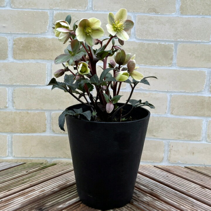 楽天市場】完全生産者限定品クリスマスローズ ゲス 5号鉢 【開花鉢で  