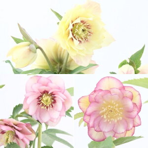 NX}X[Y J[S[h_u~bNXiFCj d炫S[hnI 9cm|bgc i[Z[EIc