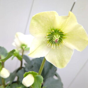 SYҌi@NX}X[Y@̗dV[Y@T@5 yJԔł̂͂11{`3{܂Łz