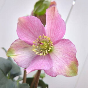 SYҌi@NX}X[Y@̗dV[Y@Ii@5 yJԔł̂͂11{`3{܂Łz