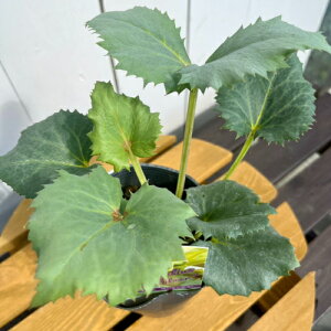 i[Z[̃J[[tENX}X[Y A[O`tHEX@^bNVo[ 10.5cmO|bg