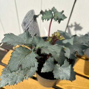 i[Z[̃J[[tENX}X[Y Xej[ bL[Y 10.5cmO|bg